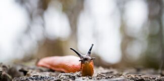 Як вигнати слимаків зі свого городу