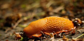 Експерти розповіли, як за допомогою хутра прогнати слимаків