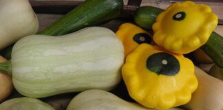 Експерти назвали головну відмінність цукіні і кабачків