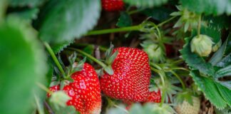 Городники розкрили секрет плодоношення полуниці