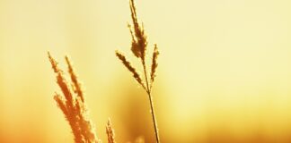 Синоптики розповіли, коли в Україні буде знову +38