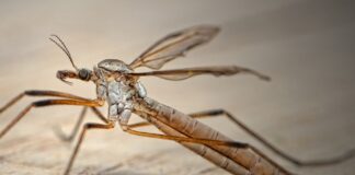 Експерти розповіли, що посадити на підвіконні, аби вдома не було комах