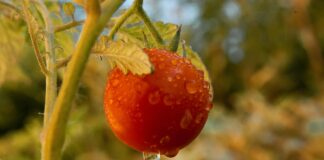 Експерти назвали добрива, які категорично не підходять для огірків та перцю