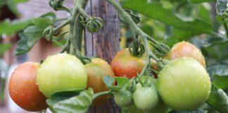 Як прискорити дозрівання томатів