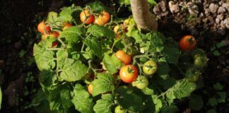 Експерти розповіли, що потрібно робити з томатами, аби вони не тріскалися