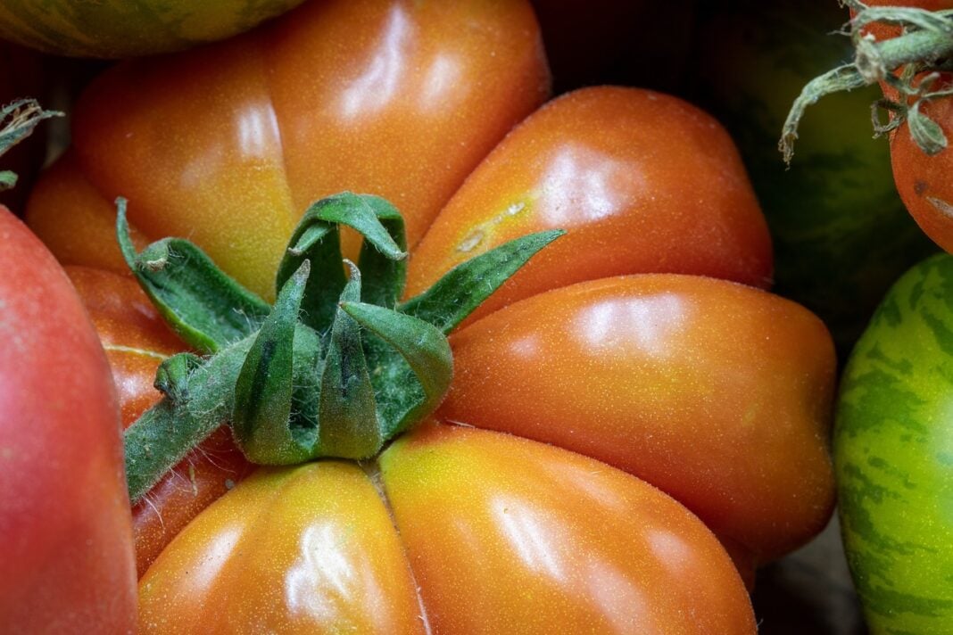 Експерти назвали найдієвішу підкормку для томатів у 2024