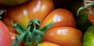 Експерти назвали найдієвішу підкормку для томатів у 2024