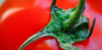 Рецепт найкращої бюджетної підживки для томатів від досвідчених городників