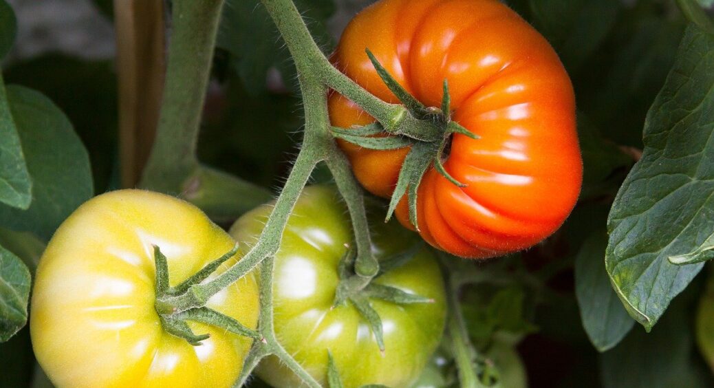 Не вірю своїм очам: після цього “рідкого золота” пустоцвіти на томатах не знайти і зі збільшувальним склом 