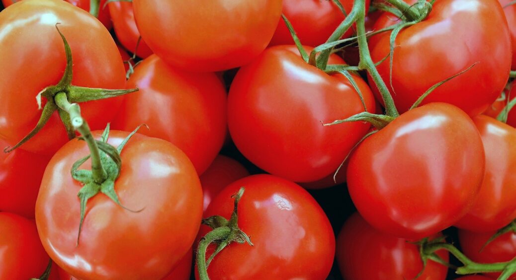 Всього 1 ложка цього добрива і все: рецепт обовʼязкового підживлення для томатів розповіла мені свекруха 