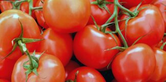 Дачники поділились рецептом добрива для томатів 