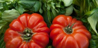 Рецепт цікавого добрива для росту помідорів