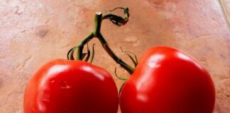 Дачник розповів, як допомогти томатам пережити спеку