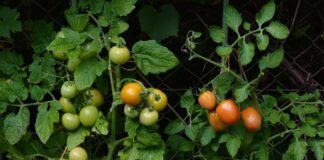 Агрономи розповіли, як у домашніх умовах підвищити родючість томатів