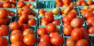 Городник розповів, як за 1 раз вивести фітофтору з томатів без витрат