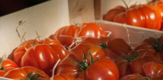 Городник розповів, як пришвидшити дозрівання томатів перед заморозками