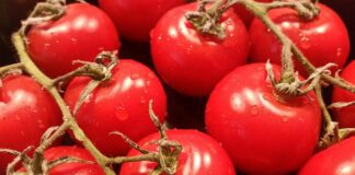 Городник розповів, як правильно поливати томати у спеку