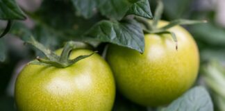 Чому листя томатів скручується