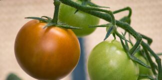 Експерти розповіли, чим підживити томати від пустоцвітів
