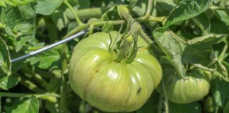 Експерти розповіли про переваги використання гуматів для підживлення