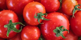 Чим обробити помідори від фітофтори