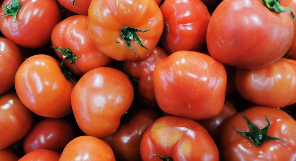 1 літр під корінці – і в помідорів відкрилось “друге дихання”: з одного куща збираю повне відро томатів 