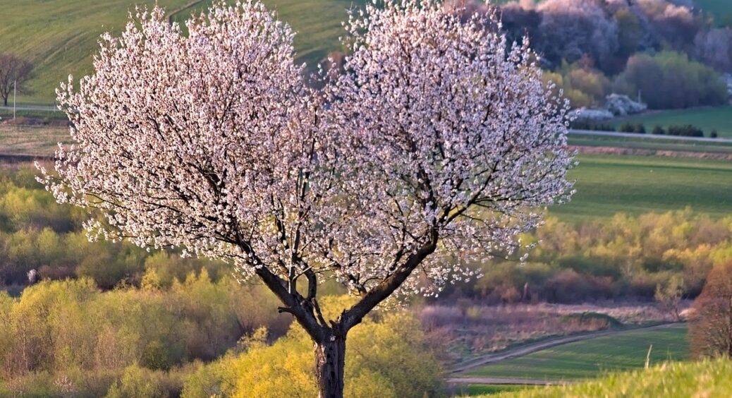 Сусідка не послухала і посадила ці рослини на ділянці біля будинку: міцним корінням попсували весь фундамент 