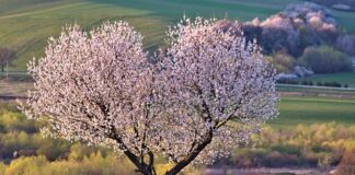 Досвідчені городники назвали список рослин, заборонених для висадки під будинок