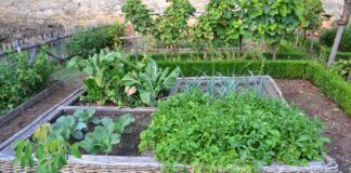 Що посадити після збору редиски: 3 найкращі родючі варіанти