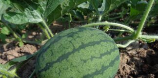 Як обрати кавун без нітратів