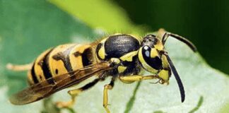 Садівники розповіли, як позбутися ос на ділянці