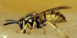 Садівники розповіли, як позбутися ос на ділянці 