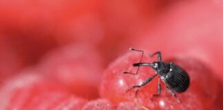 Як швидко та ефективно боротися з малиновими довгоносиками