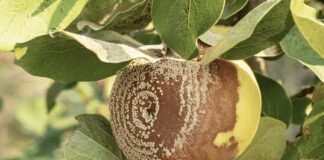 Гниють яблука на дереві: що робити 