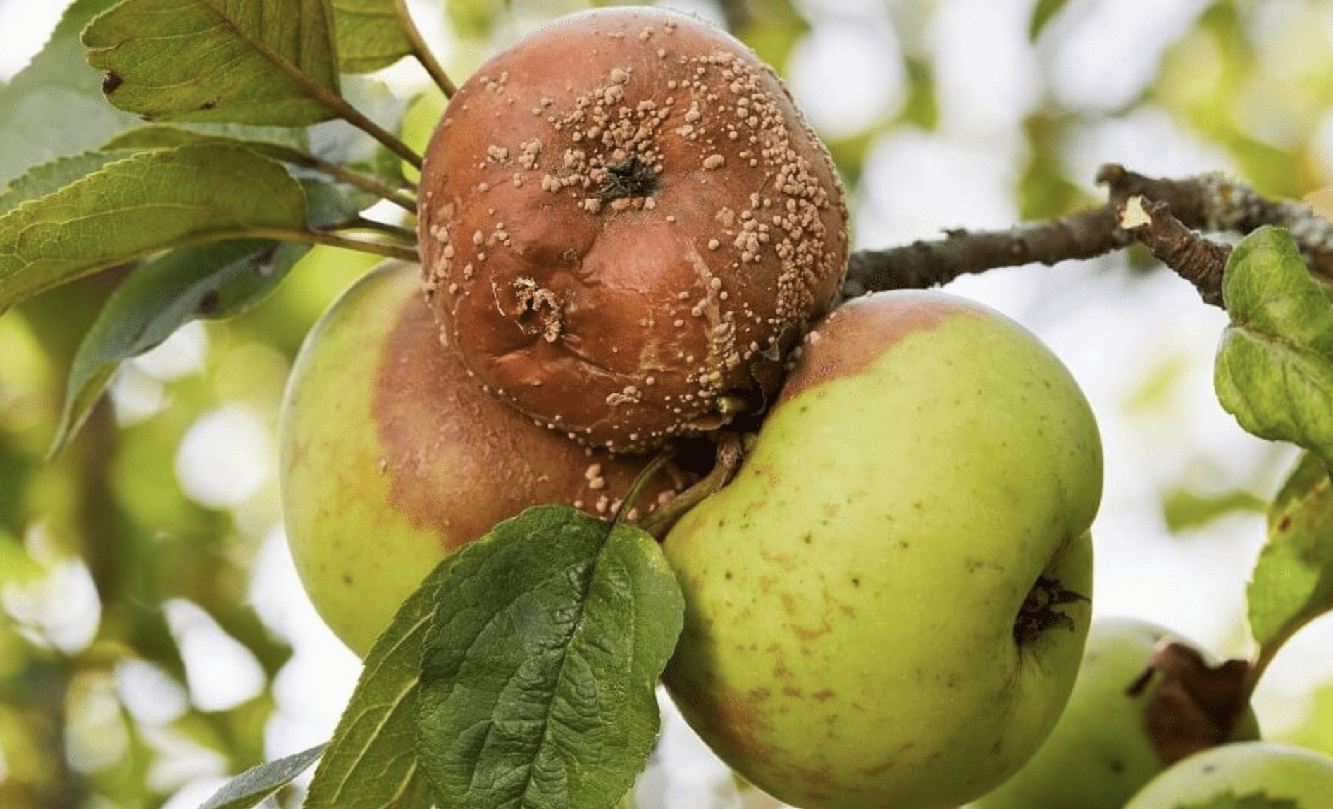 Гниють яблука на дереві: що робити 