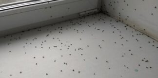 Господині розповіли, як позбутися харчових мошок на кухні влітку 