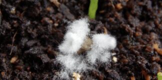 Садівники розповіли, чому зʼявляється пліснява на вазонах