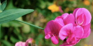 Як виростити декоративний горох на ділянці