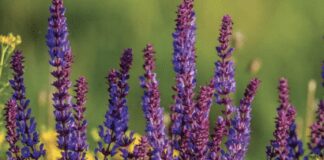 Садівники розповіли, як використати шавлію на городі 