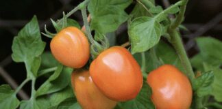 Дачники розповіли, як використати бадилля помідорів на городі 