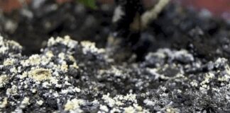 Експерти розповіли, як легко позбутися цвілі в будинку