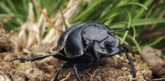 Як швидко та ефективно боротися з жуком-кравчиком