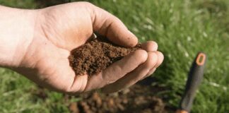 Дачники розповіли про переваги та недоліки піщаного ґрунту