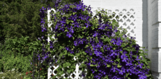 3 найкращі виткі рослини для посадки в саду 