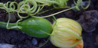 Як доглядати за кабачками у липні