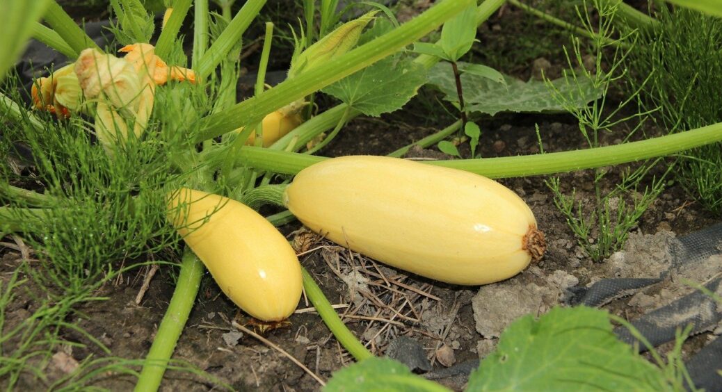 У липні завжди поливаю кабачки цим секретним підживленням: плоди вистрілюють пачками, жодного пустоцвіту! 