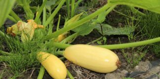 Городник розповів, чим підживити кабачки від пустоцвітів