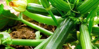 Як правильно обрізати листя на кабачках