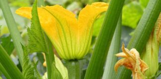 Чим удобрити кабачки для кращого росту