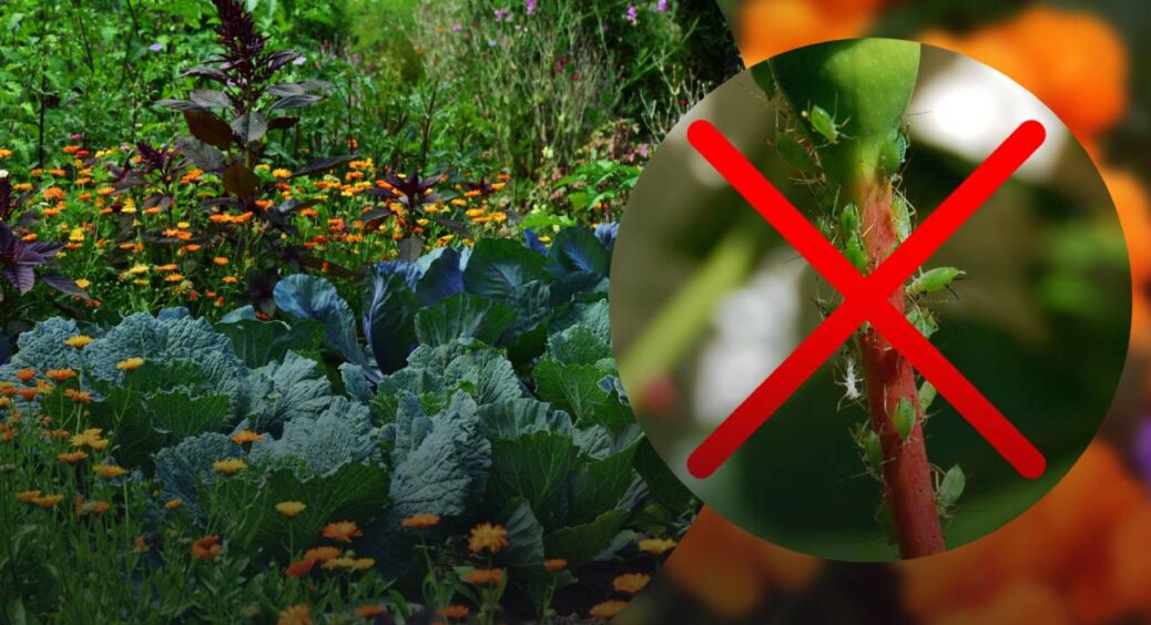 Забудьте, що таке шкідники на городі: посадіть лише 5 квіток – і вашому цвітінню позаздрять всі сусіди 